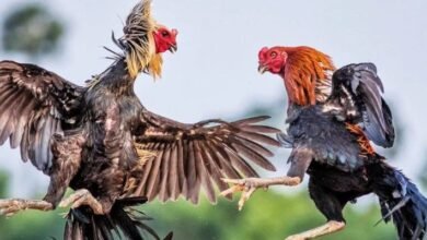 Kubet Cockfighting