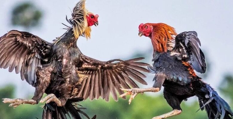 Kubet Cockfighting